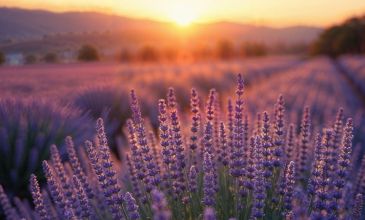 Kayseri Çıkışlı Günübirlik Lavanta Hasadı Ve Göller Turu