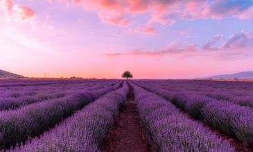 Kayseri Çıkışlı Günübirlik Lavanta Hasadı Ve Göller Turu
