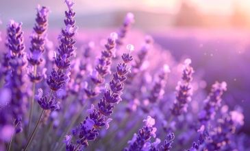 Kayseri Çıkışlı Günübirlik Lavanta Hasadı Ve Göller Turu