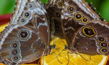 Kayseri Çıkışlı Günübirlik Konya Şeb-i Arus Turu