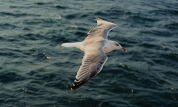 Kayseri Çıkışlı Günübirlik Sinop Turu