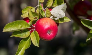 Kayseri Çıkışlı Günübirlik Amasya & Tokat Turu